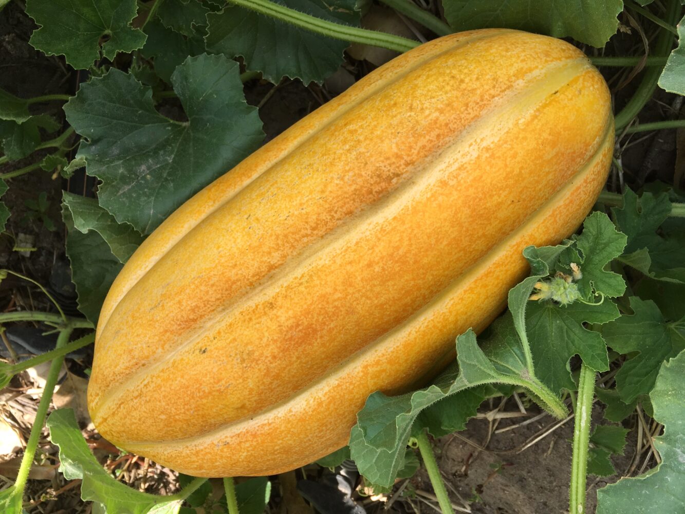 Melão caipira gaúcho: o sabor da tradição no seu quintal