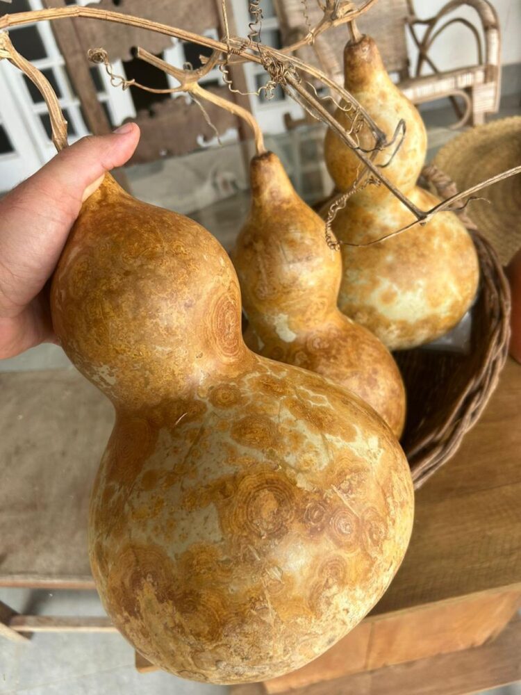 Do semeio ao artesanato: o caminho do Porongo Campero