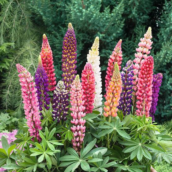 10 flores para plantar em fevereiro