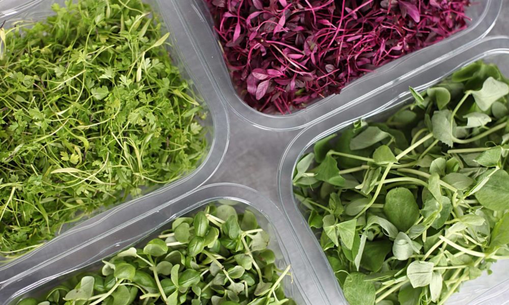 Microverdes coloridos na horta em casa ou apartamento
