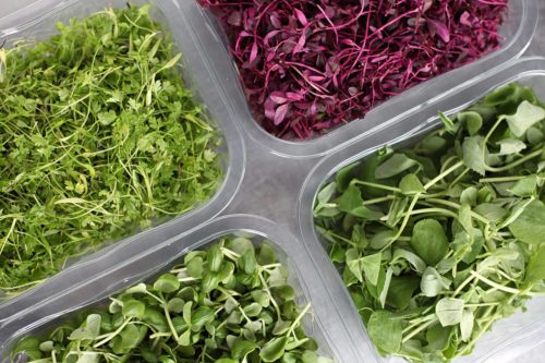 Microverdes coloridos na horta em casa ou apartamento