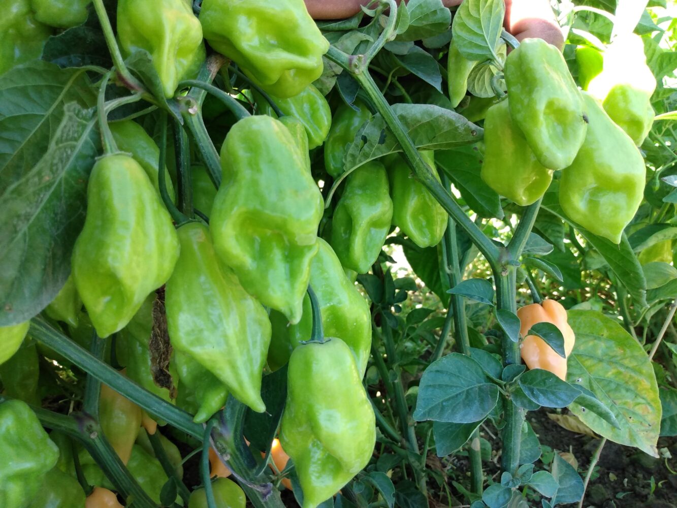 Como a Pimenta de Cheiro Acemira Conquistou a Culinária Brasileira