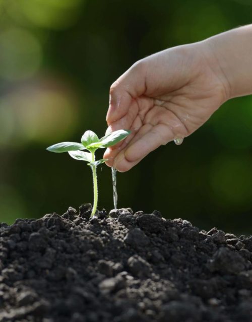Cuidar da horta é como dar amor à natureza