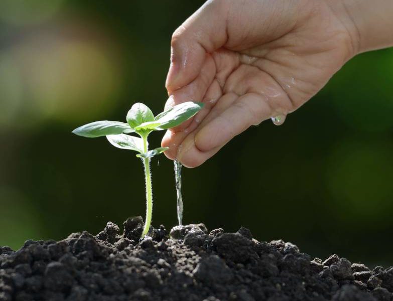 Cuidar da horta é como dar amor à natureza