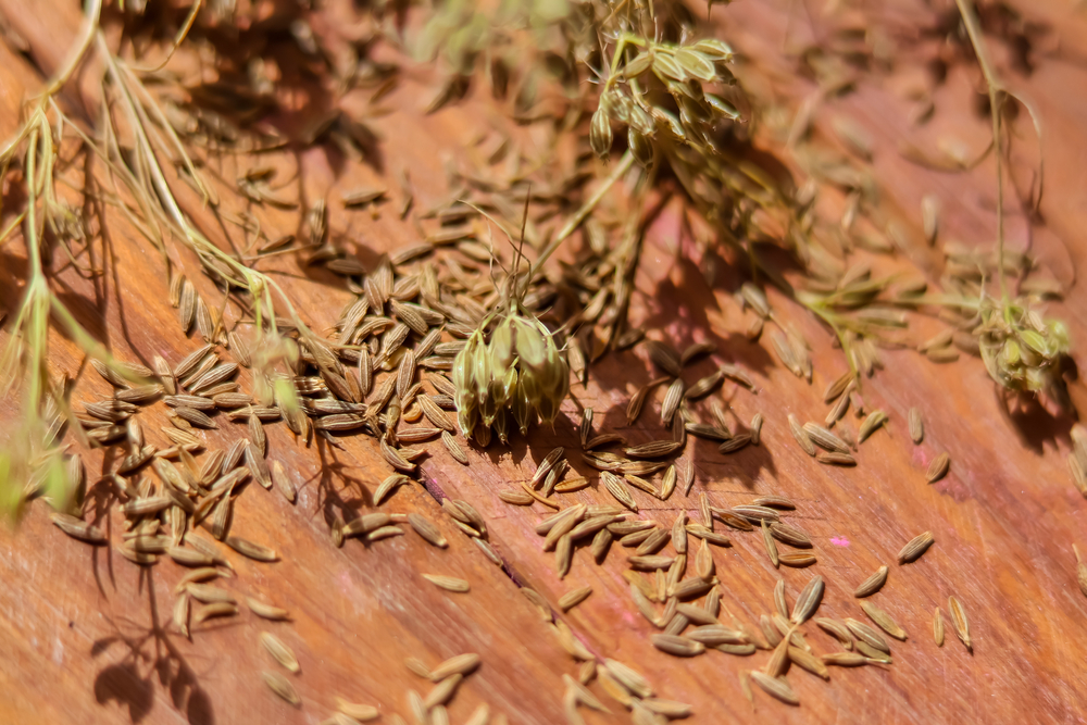 Como cultivar cominho em casa