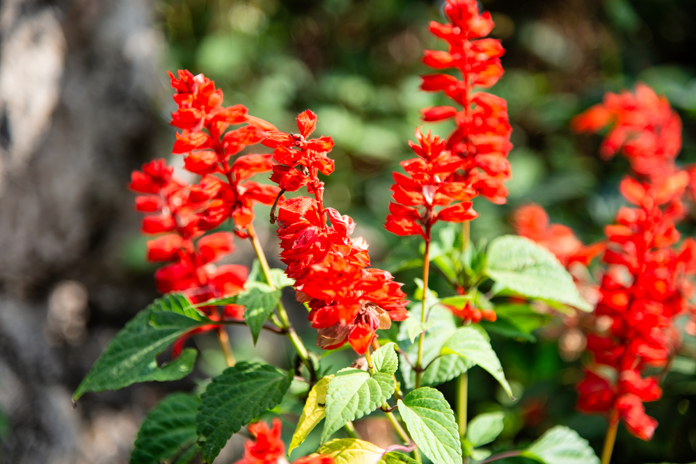 Flor que ama o sol: conheça a Salvia Splendens