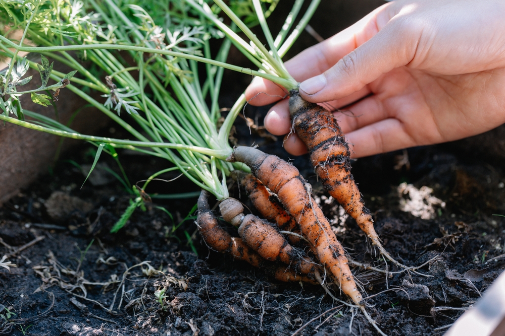 Como Plantar e Colher Mini Cenouras