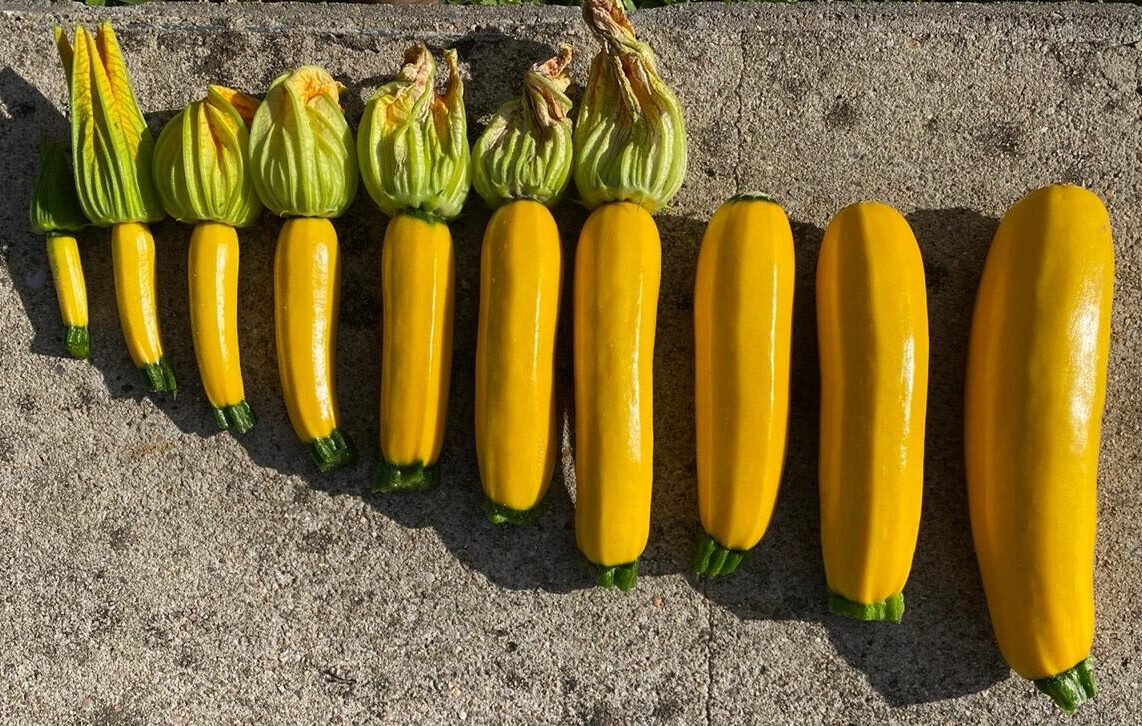 Hortaliças para plantar em fevereiro